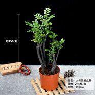 水培植物办公室绿植桌面盆栽巴西木多肉植物盆景 小叶紫檀盆景15公分图片