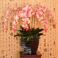 御春閣蝴蝶蘭花苗盆栽室內(nèi)觀花植物桌面陽臺年宵花卉四季開花綠植花卉 綠斑蝴蝶蘭+透明原盆+原土