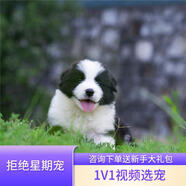 寧寵 邊牧犬邊牧幼犬隕石色活體邊境牧羊犬幼崽寵物狗狗活體狗 寵物級