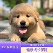 寧寵 金毛犬幼犬大型犬寵物狗純種金毛寵物狗狗活體犬小狗幼崽 混血級 公