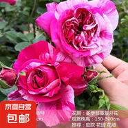 1米6大苗薔薇花苗藤本月季花爬藤植物四季開花卉盆栽玫瑰陽臺種植 依蕾莎斯特 四季開花 大花 1.6米高成型快（花期帶花發(fā)貨）