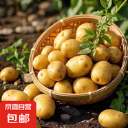 京喜加河南新鮮黃心土豆新鮮產(chǎn)地洋芋馬鈴薯 當季新鮮蔬菜 河南新鮮小土豆5斤裝 含箱