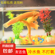 冷水清道夫黃金鰍金龍清潔工具魚無需打氧好養(yǎng)耐活觀賞魚 黃金泥鰍6條+3條備損4-6cm