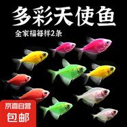 觀賞魚 天使魚小型熱帶魚活體水族養(yǎng)殖天使魚糖果色淡水魚 全家福套餐二共10條4-5cm每樣2條