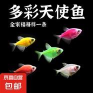 觀賞魚 天使魚小型熱帶魚活體水族養(yǎng)殖天使魚糖果色淡水魚 全家福套餐一共5條4-5cm每樣1條