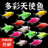 觀賞魚 天使魚小型熱帶魚活體水族養(yǎng)殖天使魚糖果色淡水魚 大號天使魚4-5cm 顏色隨機15條