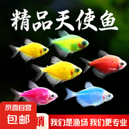 觀賞魚 天使魚小型熱帶魚活體水族養(yǎng)殖天使魚糖果色淡水魚 天使魚3-4cm 顏色隨機(jī) 1+1條備損