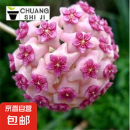 當(dāng)年開花球蘭四季吊蘭爬藤攀援植物心葉心型球蘭帶花大苗 （貴婦）4-5顆當(dāng)年開花 原盆+掛鉤