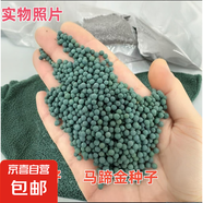 綠草草坪種子花卉種子 庭院觀賞種子 花卉種子 馬蹄金種子 500克（更實(shí)惠）