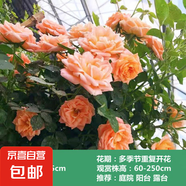 薔薇花苗爬藤植物藤本月季四季開花卉特大濃香型玫瑰盆栽庭院陽臺 甜夢【四季大花濃香】 1.6米高左右【多分枝當(dāng)年開花】推薦