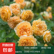 買一送一月季大苗爬藤四季開花庭院藤大花爬墻植物花卉薔薇花玫瑰 買一送一：王菲【爬藤大花四季】 1.5-1.7米大苗庭院爬墻首選