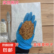 林木花卉種子 護坡草籽草皮種子庭院免修剪草坪草綠化工程 金錢草種子 500克（更實惠）