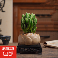 禪意蓮花盆萬重山仙人掌多肉植物花卉綠植盆栽陽臺(tái)四季好養(yǎng)易活 萬重山+蓮花盆+鋪面石+方底座