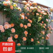買一送一月季大苗爬藤四季開花庭院藤大花爬墻植物花卉薔薇花玫瑰 買一送一：甜夢【爬藤小花四季】開花機器 1.5-1.7米大苗庭院爬墻首選