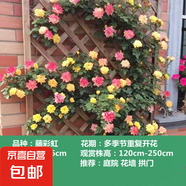薔薇花苗爬藤植物藤本月季四季開花卉特大濃香型玫瑰盆栽庭院陽臺 藤彩虹【四季中花多頭】 1.6米高左右【多分枝當(dāng)年開花】推薦