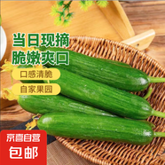 新鮮現(xiàn)摘水果小黃瓜嫩青瓜生吃蘸醬脆甜無刺小青瓜特級山東蔬菜 帶箱2斤 單果70g起