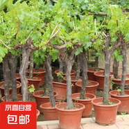 葡萄樹苗特大巨峰無籽陽光玫瑰葡萄苗藍(lán)寶石南爬藤北方種當(dāng)年結(jié)果 巨峰20年大苗