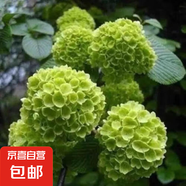 繡球花苗盆栽庭院花八仙花盆栽繡球花大苗無盡夏繡球室卉室外庭院 綠精靈【15號】原土發(fā)貨【當(dāng)年開花】