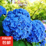 繡球花苗盆栽庭院花八仙花盆栽繡球花大苗無(wú)盡夏繡球室卉室外庭院 藍?！?號】原土發(fā)貨【當年開(kāi)花】