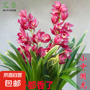 建蘭小中國龍 中矮種有香味的蘭花苗 夏帶花苞出售花卉好養(yǎng)盆栽 小中國龍 6苗連體 不含盆