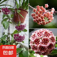 當(dāng)年開花球蘭四季吊蘭爬藤攀援植物心葉心型球蘭帶花大苗 混色4-5顆當(dāng)年開花 原盆+掛鉤
