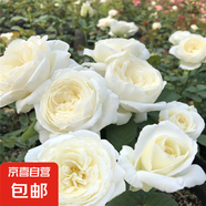 基地直發(fā)8年玫瑰老根老樁四季開花月季花苗室內陽臺盆栽大花濃香 白玫瑰（任意品種綜合拍兩棵以上發(fā)貨） 云南8年老樁 不含盆
