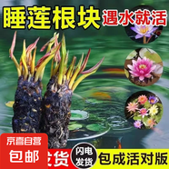 睡蓮蓮花池塘水缸魚(yú)缸耐寒睡蓮花卉花苞植物盆栽水培庭院四季 大睡蓮混色3顆裝+營(yíng)養液