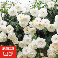 薔薇花苗爬藤植物藤本月季四季開花卉特大濃香型玫瑰盆栽庭院陽(yáng)臺(tái) 藤冰山【四季大花濃香】 1.6米高左右【多分枝當(dāng)年開花】推薦
