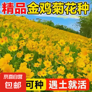 耐寒花種多年生野花組合種子四季開花花籽庭院易種活室外花卉 金雞菊種子 500克（更實(shí)惠）