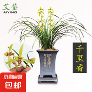 建蘭小中國龍 中矮種有香味的蘭花苗 夏帶花苞出售花卉好養(yǎng)盆栽 千里香4苗壯苗 不含盆