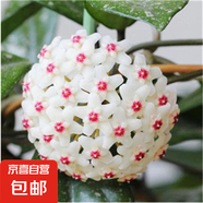 當年開花球蘭四季吊蘭爬藤攀援植物心葉心型球蘭帶花大苗 （斗蘭）4-5顆當年開花 原盆+掛鉤