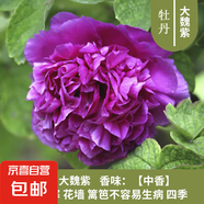 正宗牡丹花樹苗對版桂花苗風車茉莉花樹苗紫藤樹苗庭院陽臺花卉 【牡丹】魏紫3-5分支