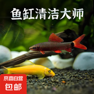清潔魚清道夫金苔鼠吃藻類彩虹鯊吃殘?jiān)鍧嶔~缸熱帶觀賞魚工具魚 彩虹鯊+金苔鼠各2條 3-5cm