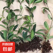 當年開花球蘭四季吊蘭爬藤攀援植物心葉心型球蘭帶花大苗 任意顏色1顆苗