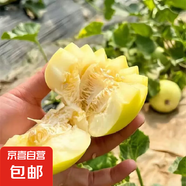 山東新下頭茬黃河蜜罐景甜5號 景甜5號3-3.5斤