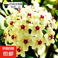 當(dāng)年開花球蘭四季吊蘭爬藤攀援植物心葉心型球蘭帶花大苗 梅花紅）4-5顆當(dāng)年開花 原盆+掛鉤