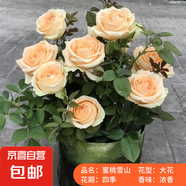 果汁陽(yáng)臺(tái)月季花苗帶花苞盆栽四季開花玫瑰特大花庭院陽(yáng)臺(tái)花卉植物 蜜桃雪山