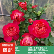 薔薇花苗爬藤植物藤本月季四季開花卉特大濃香型玫瑰盆栽庭院陽臺 藤寶貝【四季大花濃香】 1.6米高左右【多分枝當(dāng)年開花】推薦