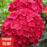 繡球花苗盆栽庭院花八仙花盆栽繡球花大苗無(wú)盡夏繡球室卉室外庭院 紅寶石【2號】原土發(fā)貨【當年開(kāi)花】