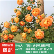 薔薇花苗爬藤植物藤本月季四季開花卉特大濃香型玫瑰盆栽庭院陽(yáng)臺(tái) 夏洛特夫人【四季大花濃香】 1.6米高左右【多分枝當(dāng)年開花】推薦