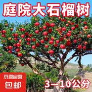 石榴樹樹苗突尼斯軟籽樹苗特大石榴樹苗無籽庭院地栽種植當(dāng)年結(jié)果 6公分粗帶土球發(fā)貨【品種備注】