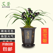 建蘭小中國龍 中矮種有香味的蘭花苗 夏帶花苞出售花卉好養(yǎng)盆栽 黑雪姬2苗連體 不含盆