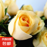 基地直發(fā)8年玫瑰老根老樁四季開花月季花苗室內(nèi)陽臺(tái)盆栽大花濃香 香檳玫瑰包對(duì)版四季開花【一顆 云南8年老樁 不含盆