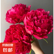 正宗牡丹花樹苗對版桂花苗風車茉莉花樹苗紫藤樹苗庭院陽臺花卉 【牡丹】中國紅3-5分支