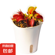 捕蠅草植物食蟲草捕蚊蟲兒童學(xué)習(xí)植物盆栽驅(qū)蟲植物新款套餐食人花 捕蠅草1盆【大苗】種植好發(fā)貨