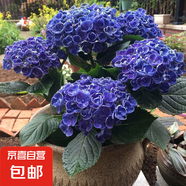 繡球花苗盆栽庭院花八仙花盆栽繡球花大苗無盡夏繡球室卉室外庭院 爆米花【6號】原土發(fā)貨【當(dāng)年開花】