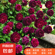 果汁陽臺月季花苗帶花苞盆栽四季開花玫瑰特大花庭院陽臺花卉植物 黑伍德中苗