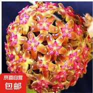 當(dāng)年開花球蘭四季吊蘭爬藤攀援植物心葉心型球蘭帶花大苗 （繽紛）4-5顆當(dāng)年開花 原盆+掛鉤
