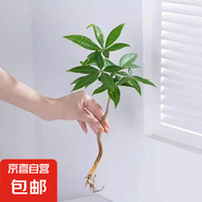 奇趣發(fā)財(cái)樹(shù)水培植物室內(nèi)綠植小盆栽辦公室四季常青好養(yǎng)活桌面盆景 奇趣發(fā)財(cái)樹(shù)5顆+肥料