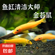 清潔魚清道夫金苔鼠吃藻類彩虹鯊吃殘?jiān)鍧嶔~缸熱帶觀賞魚工具魚 金苔鼠3條 3-5cm(公母隨機(jī))